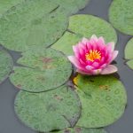 畅享曰本漫画无彩翼大全在线观看,尽情探索精彩故事 1hj5p