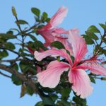 畅享无限精彩:jmcomic天堂漫画app全方位体验指南 s85difmrkq